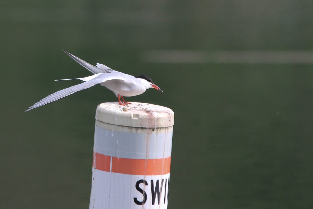 Common Tern - ML618681220