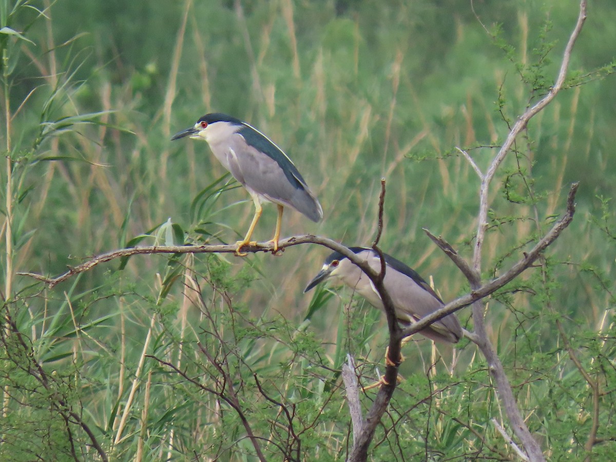 Black-crowned Night Heron - Kathleen Williams