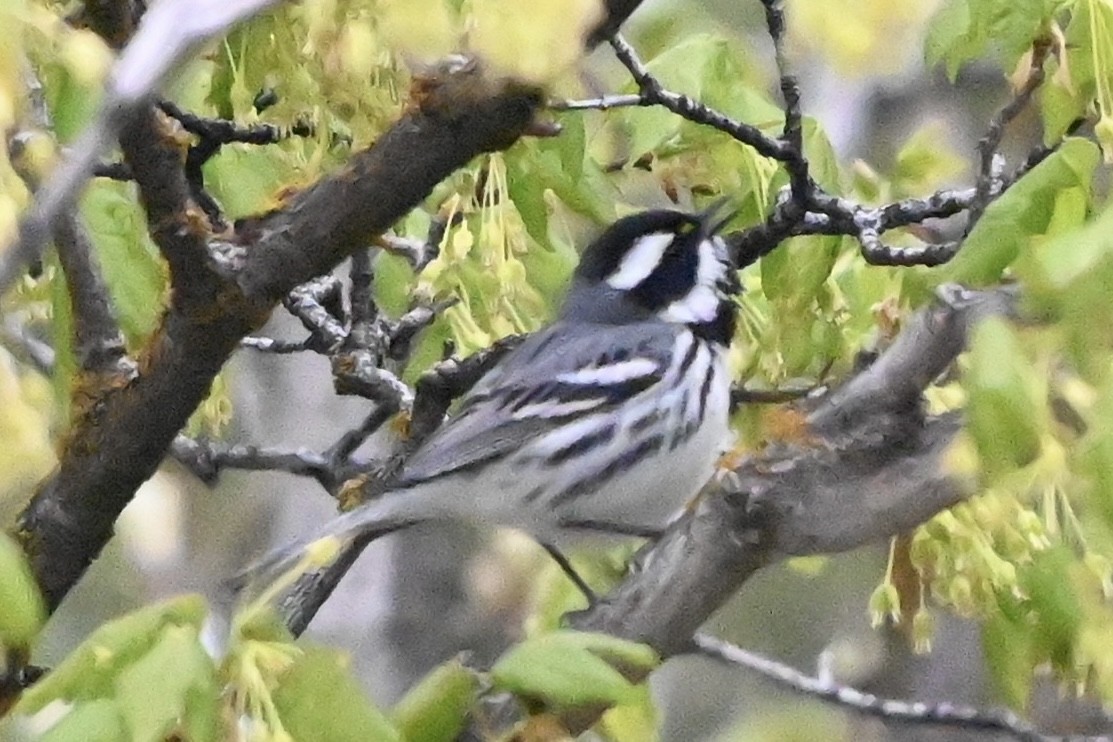 Black-throated Gray Warbler - ML618681252