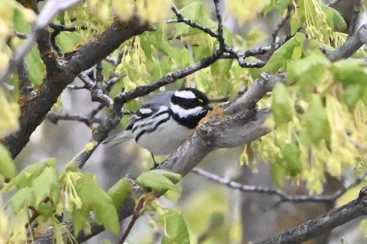 Black-throated Gray Warbler - ML618681253