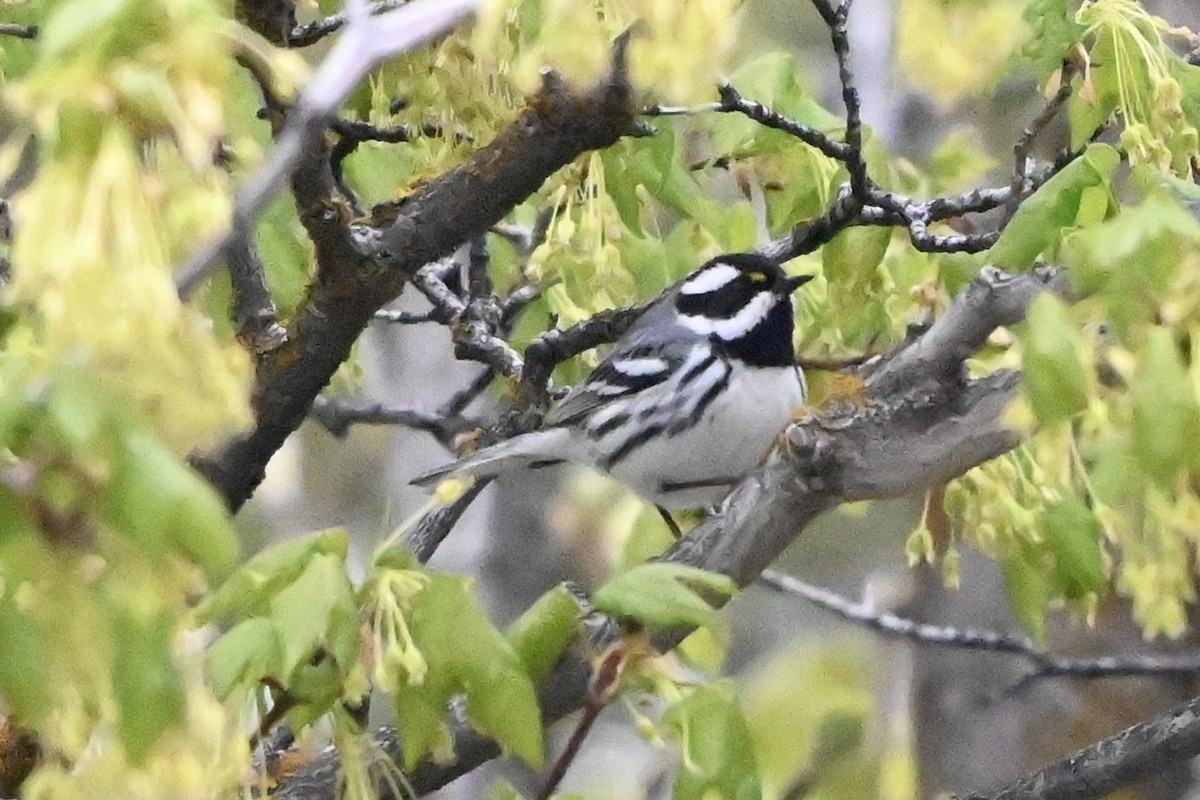 Black-throated Gray Warbler - ML618681254