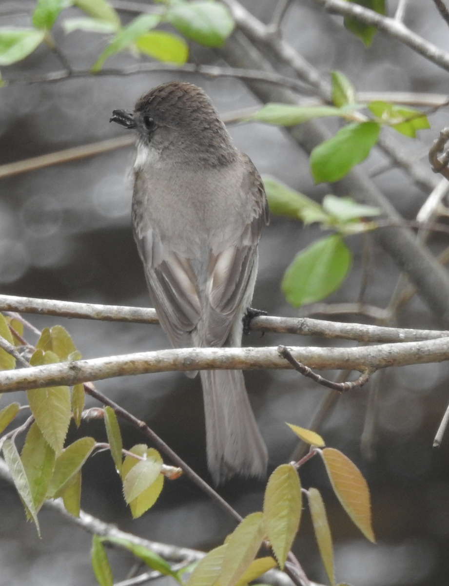 Eastern Phoebe - ML618681260