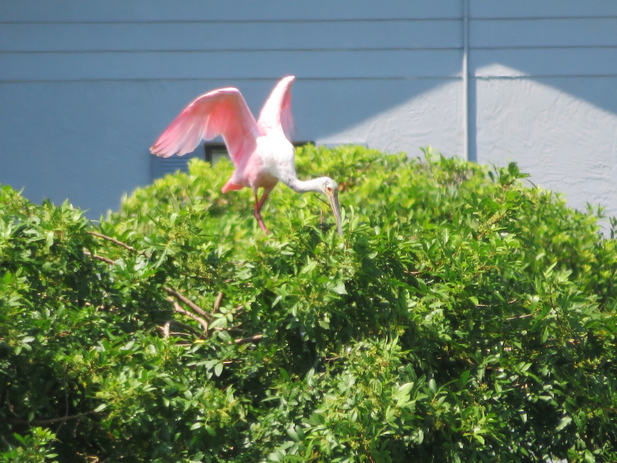 Roseate Spoonbill - Claudia Amsler