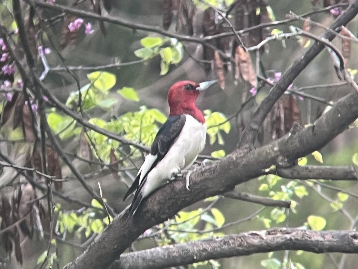 Red-headed Woodpecker - Daryl Bernard