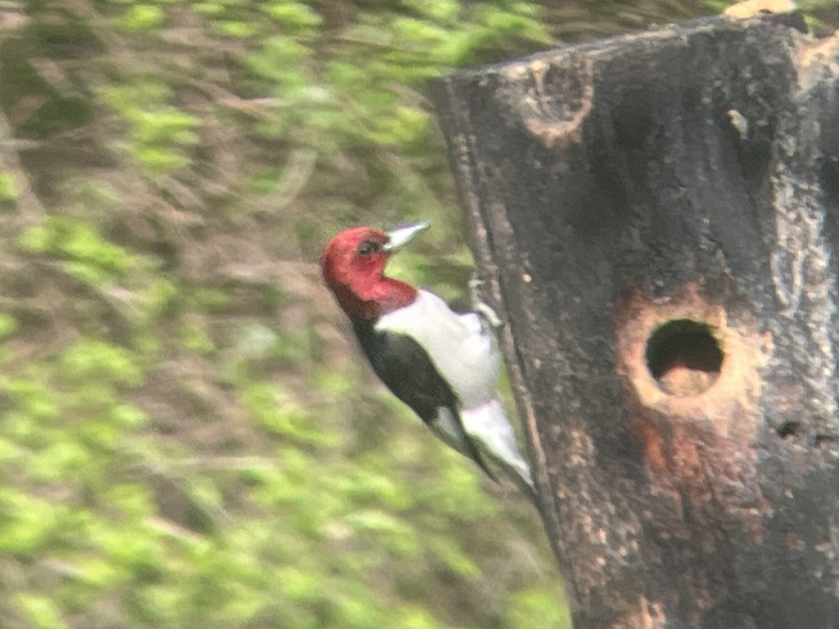 Red-headed Woodpecker - Daryl Bernard