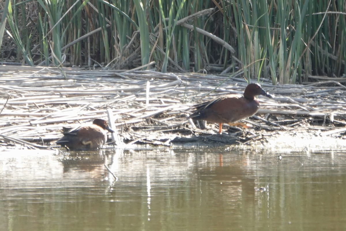 Cinnamon Teal - Sara Griffith