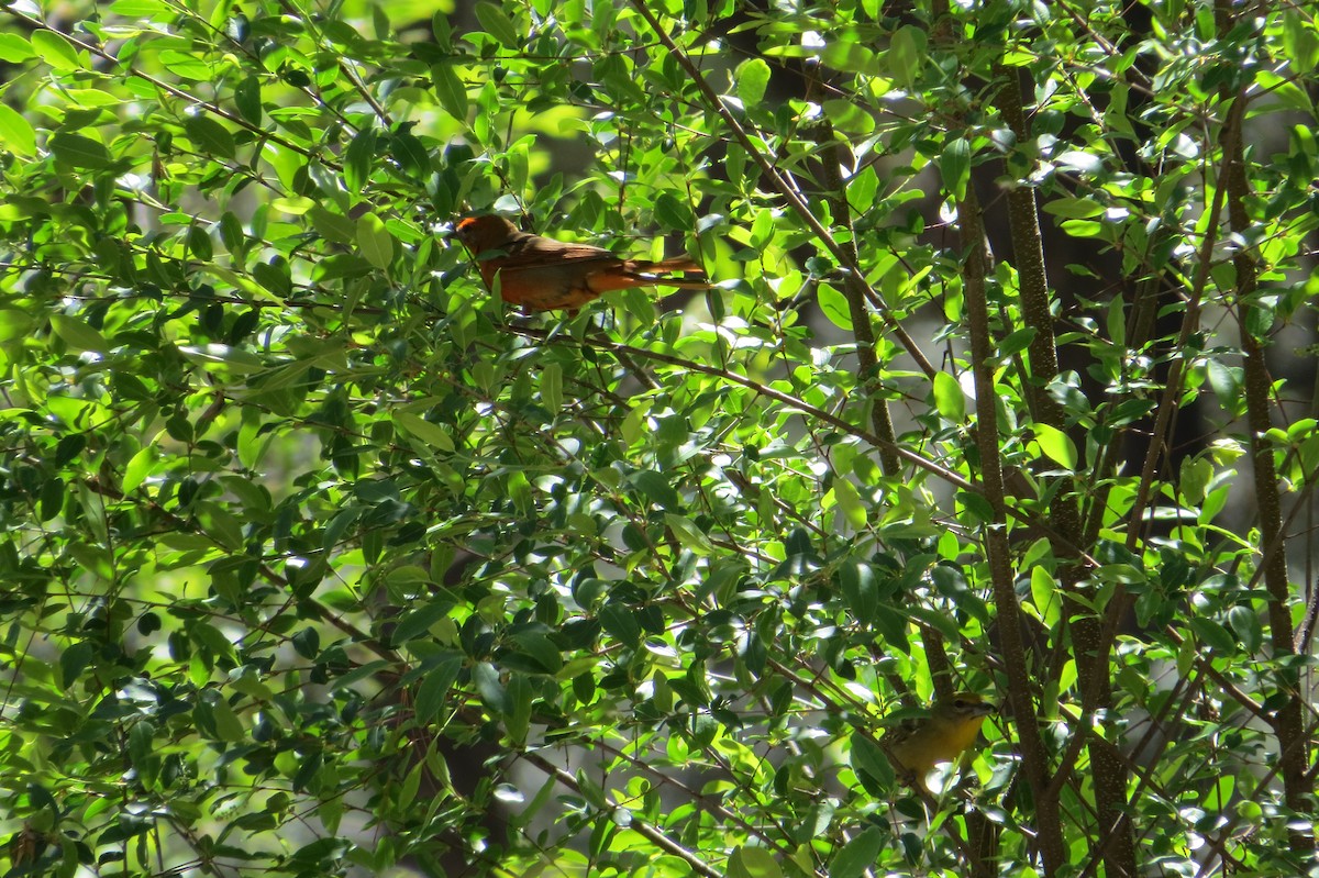 Hepatic Tanager - Alan Collier