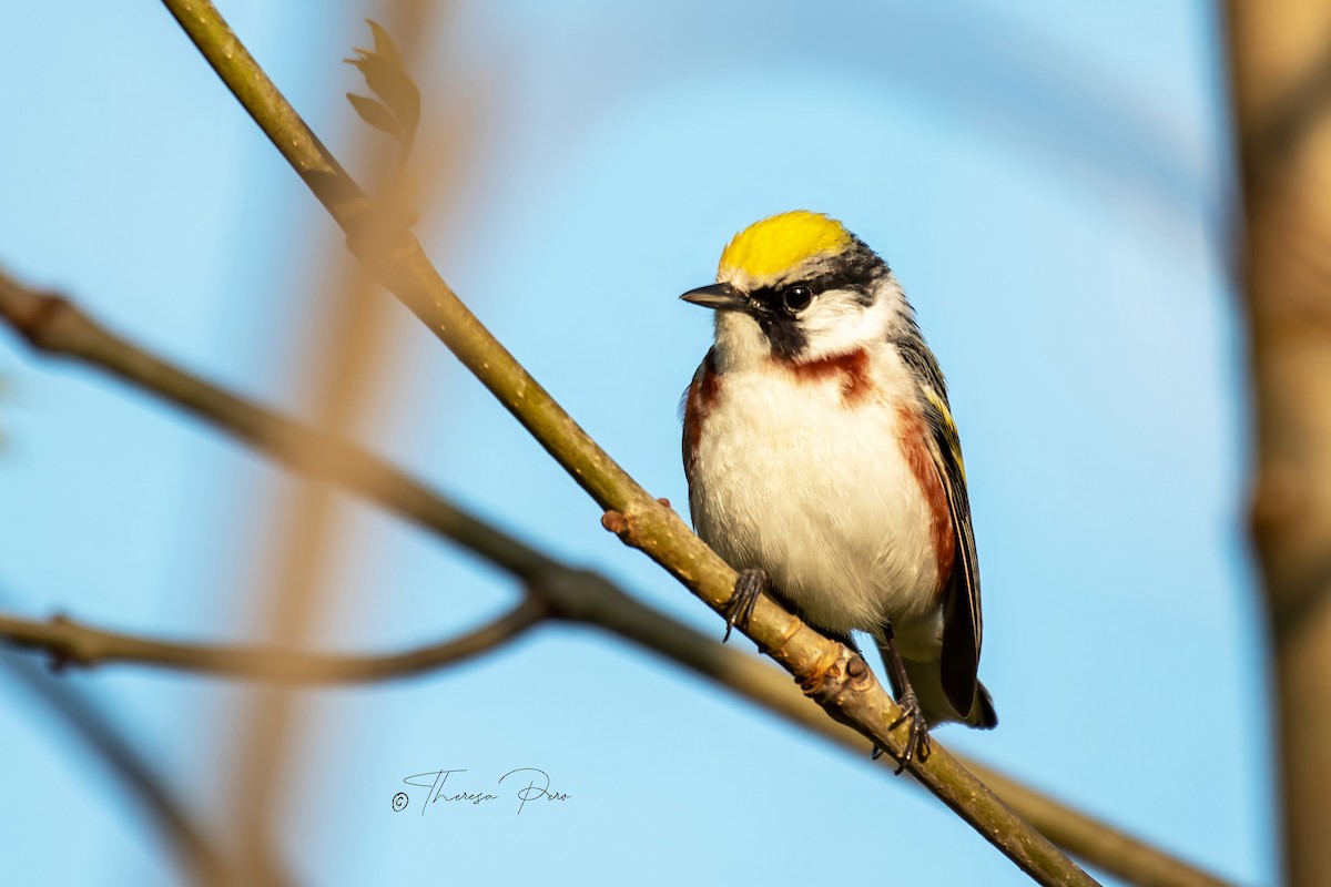 Chestnut-sided Warbler - Theresa Pero