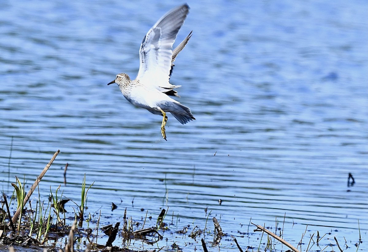 Graubrust-Strandläufer - ML618681354