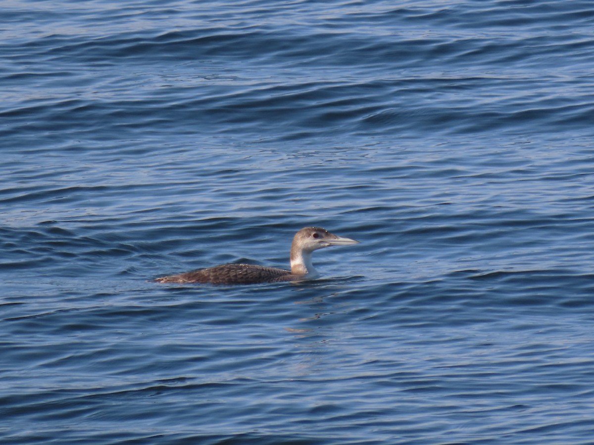 Common Loon - ML618681369