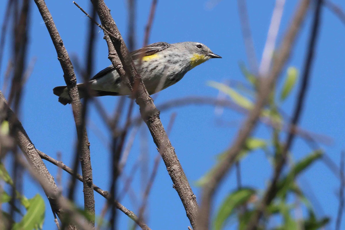 Yellow-rumped Warbler (Audubon's) - ML618681370
