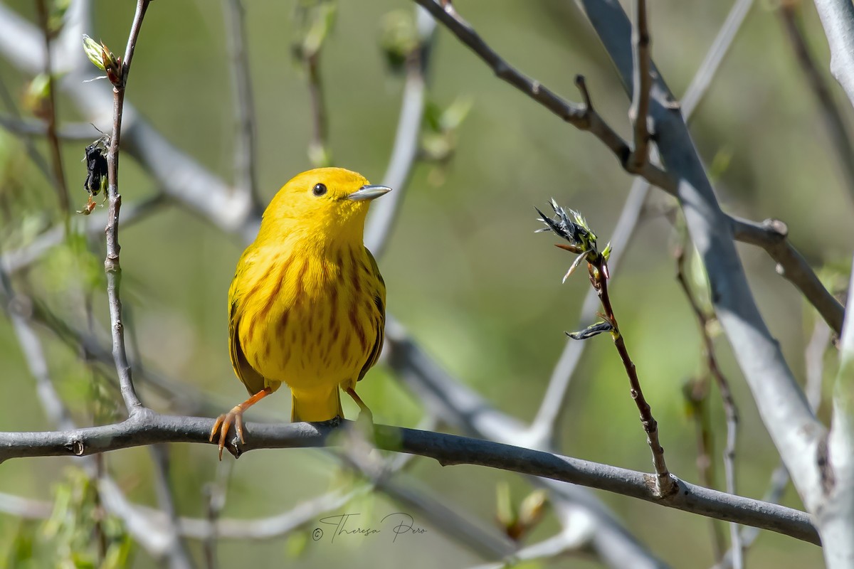 Yellow Warbler - Theresa Pero