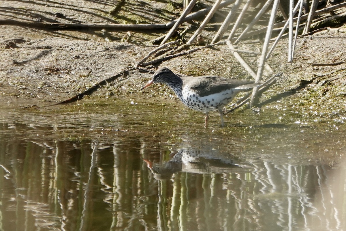 Spotted Sandpiper - ML618681377