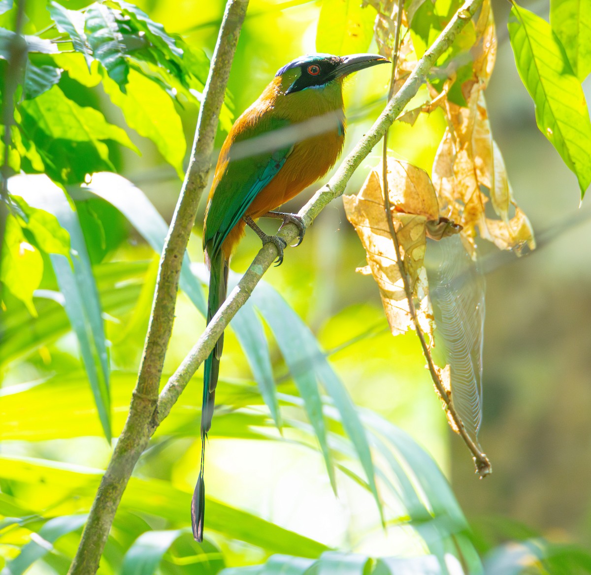 Motmot caraïbe - ML618681390