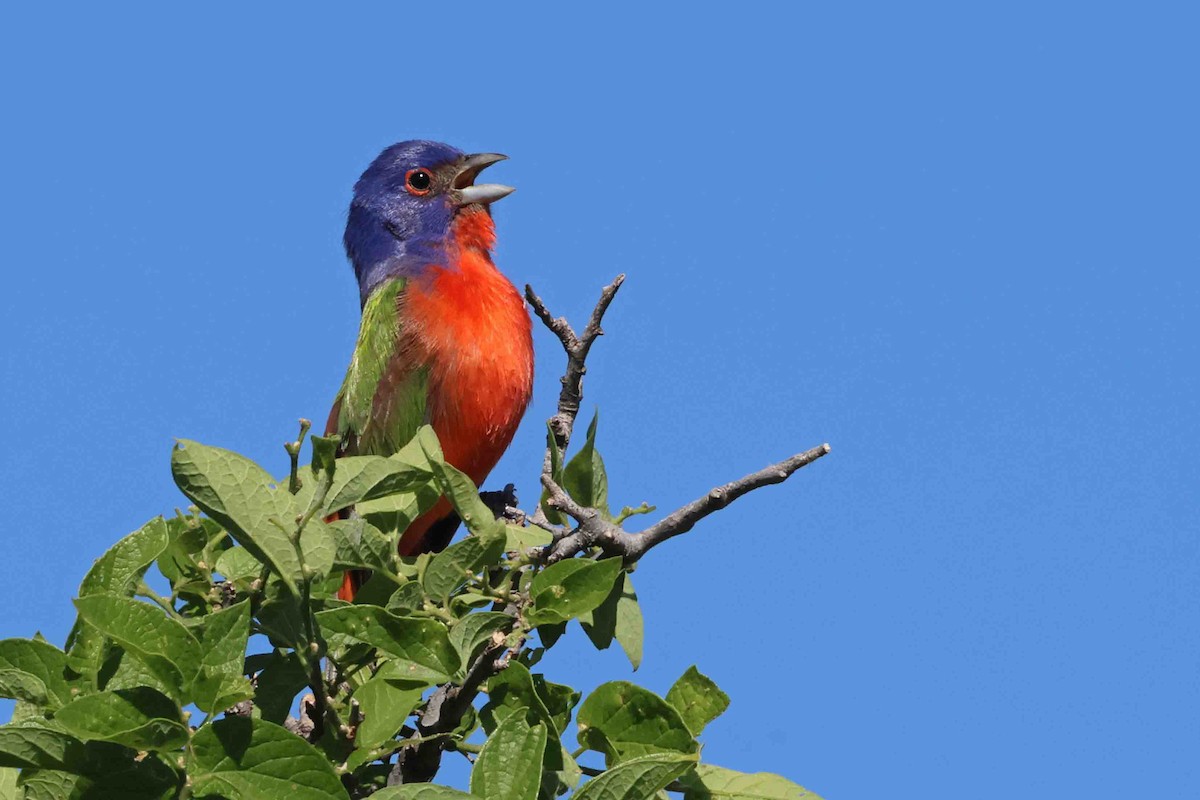 Painted Bunting - ML618681394