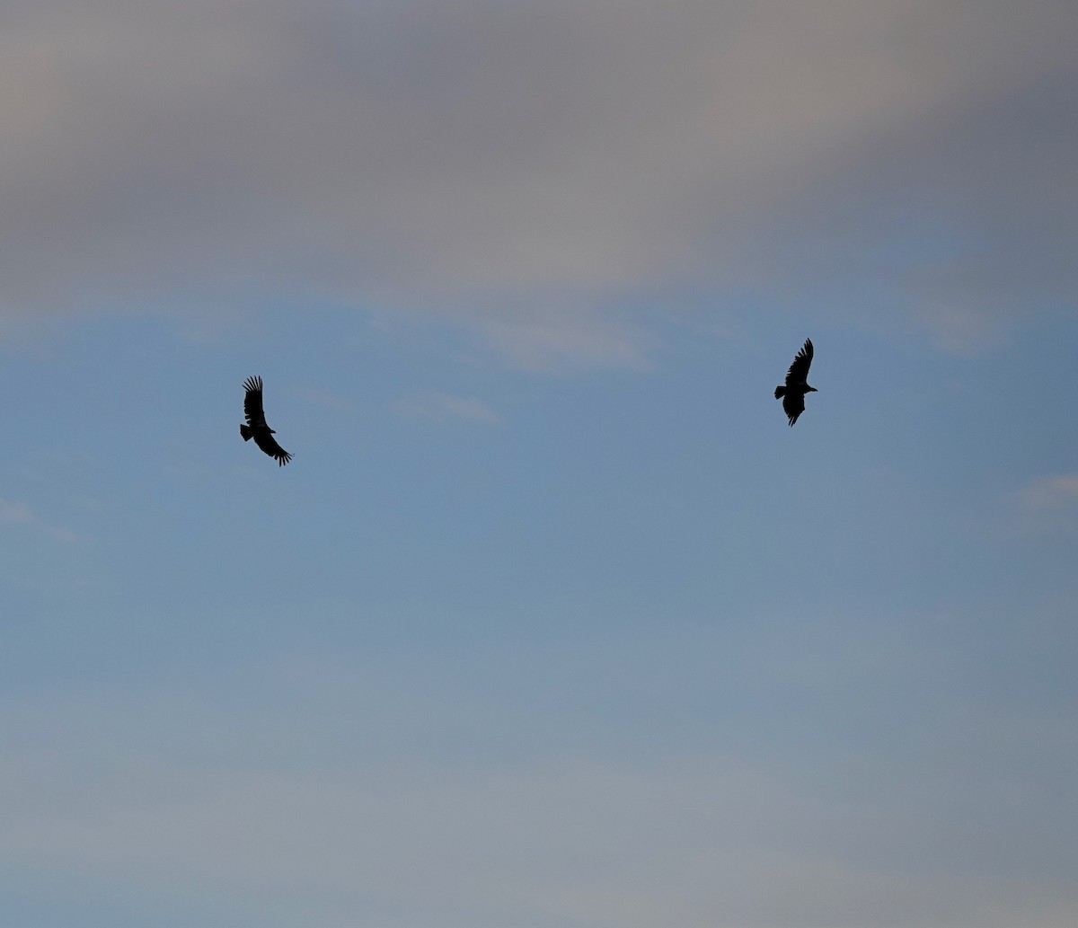 California Condor - Andrew Bailey