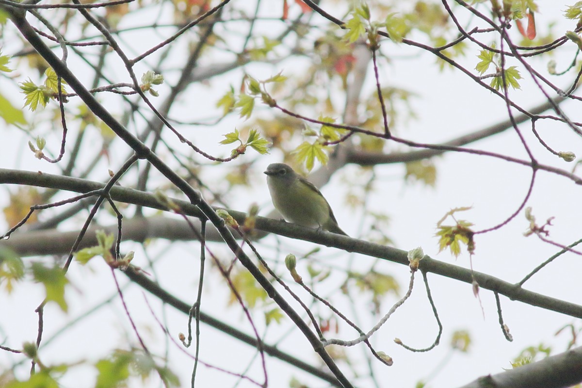 solitary vireo sp. - ML618681431