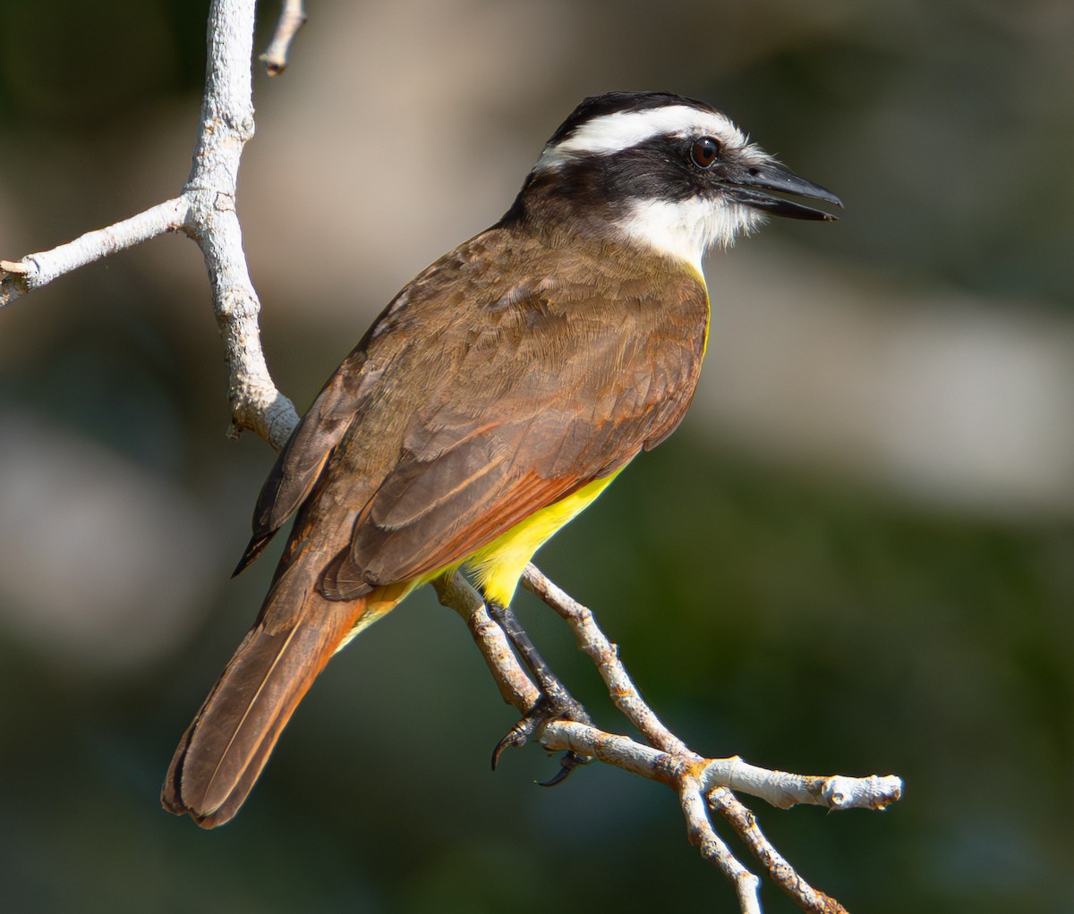 Great Kiskadee - Trevor Ambrico