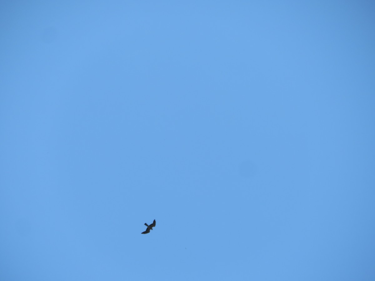 Mississippi Kite - Claudia Amsler