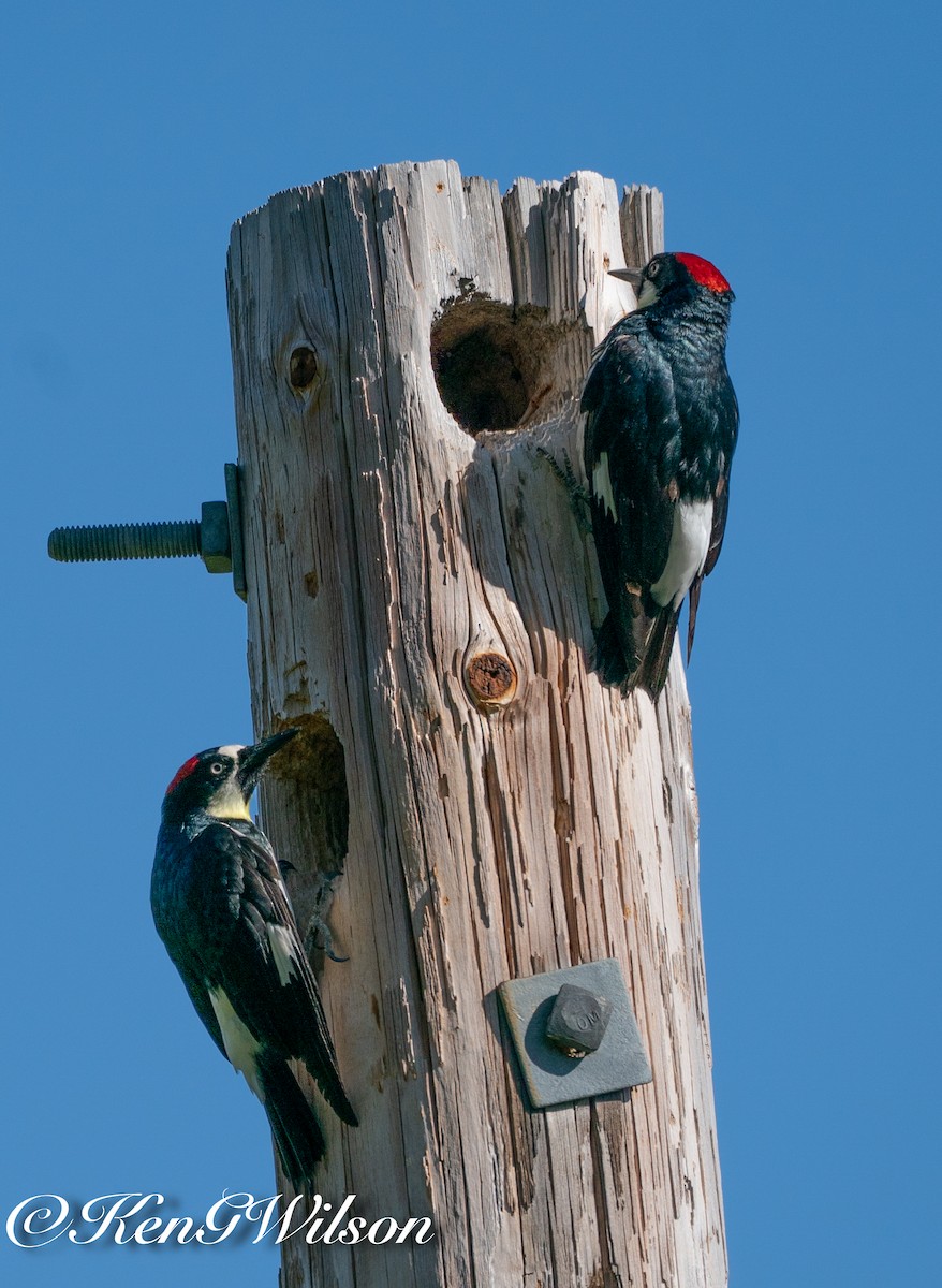 Acorn Woodpecker - ML618681499