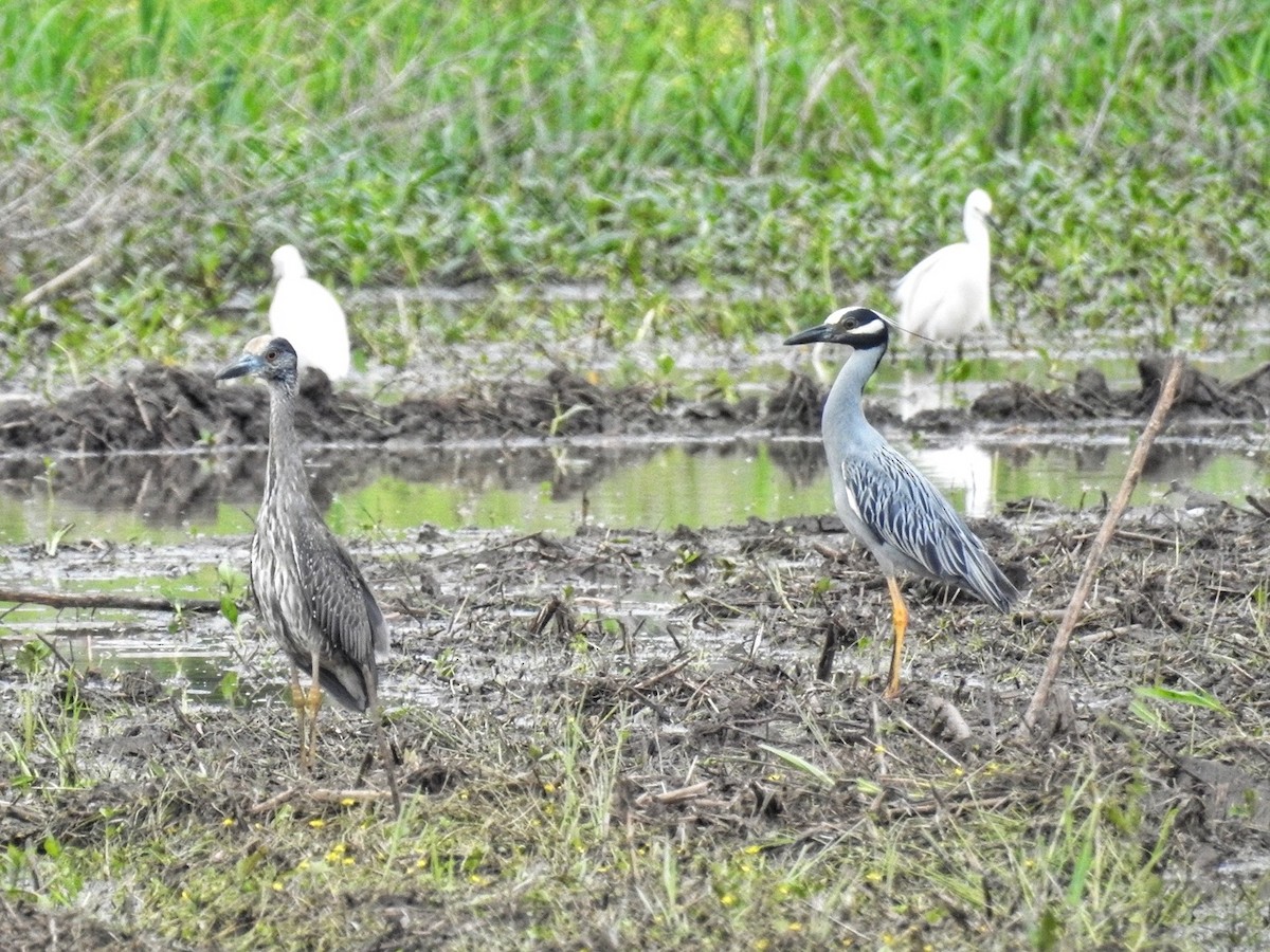 Yellow-crowned Night Heron - ML618681504