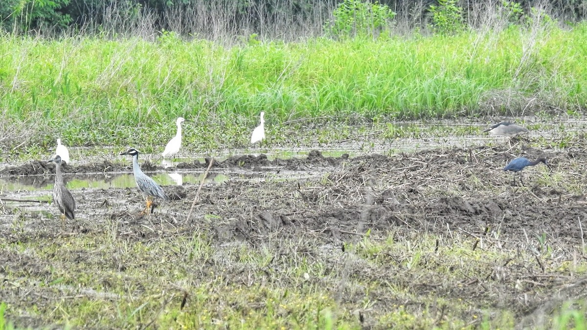 Yellow-crowned Night Heron - ML618681505