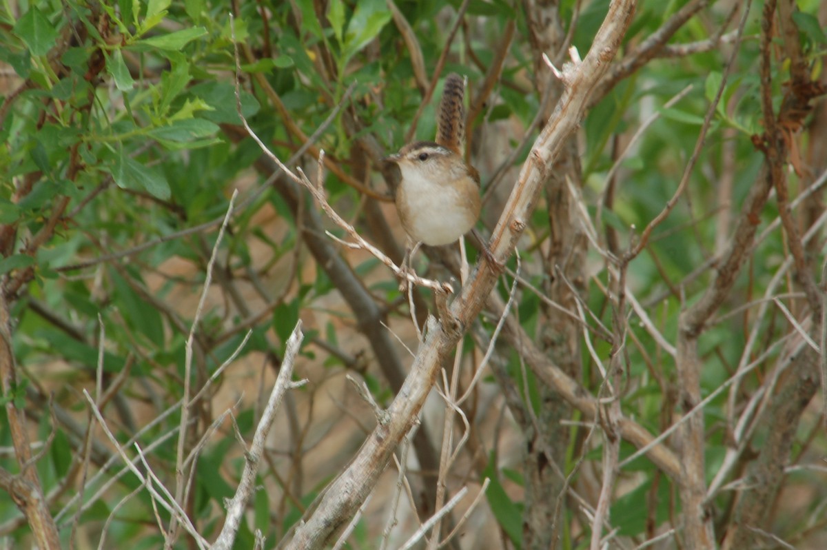 Marsh Wren - ML618681520