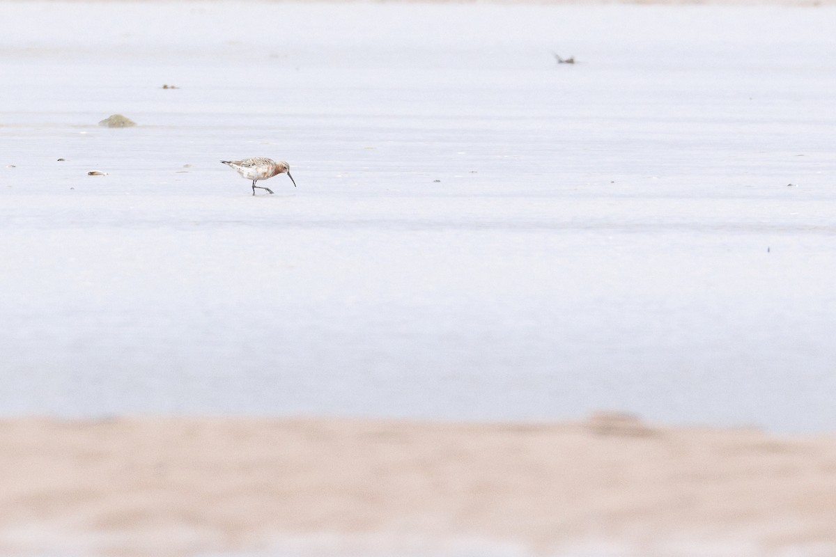 Curlew Sandpiper - ML618681521