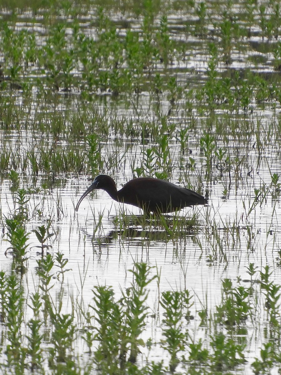 Glossy Ibis - ML618681529