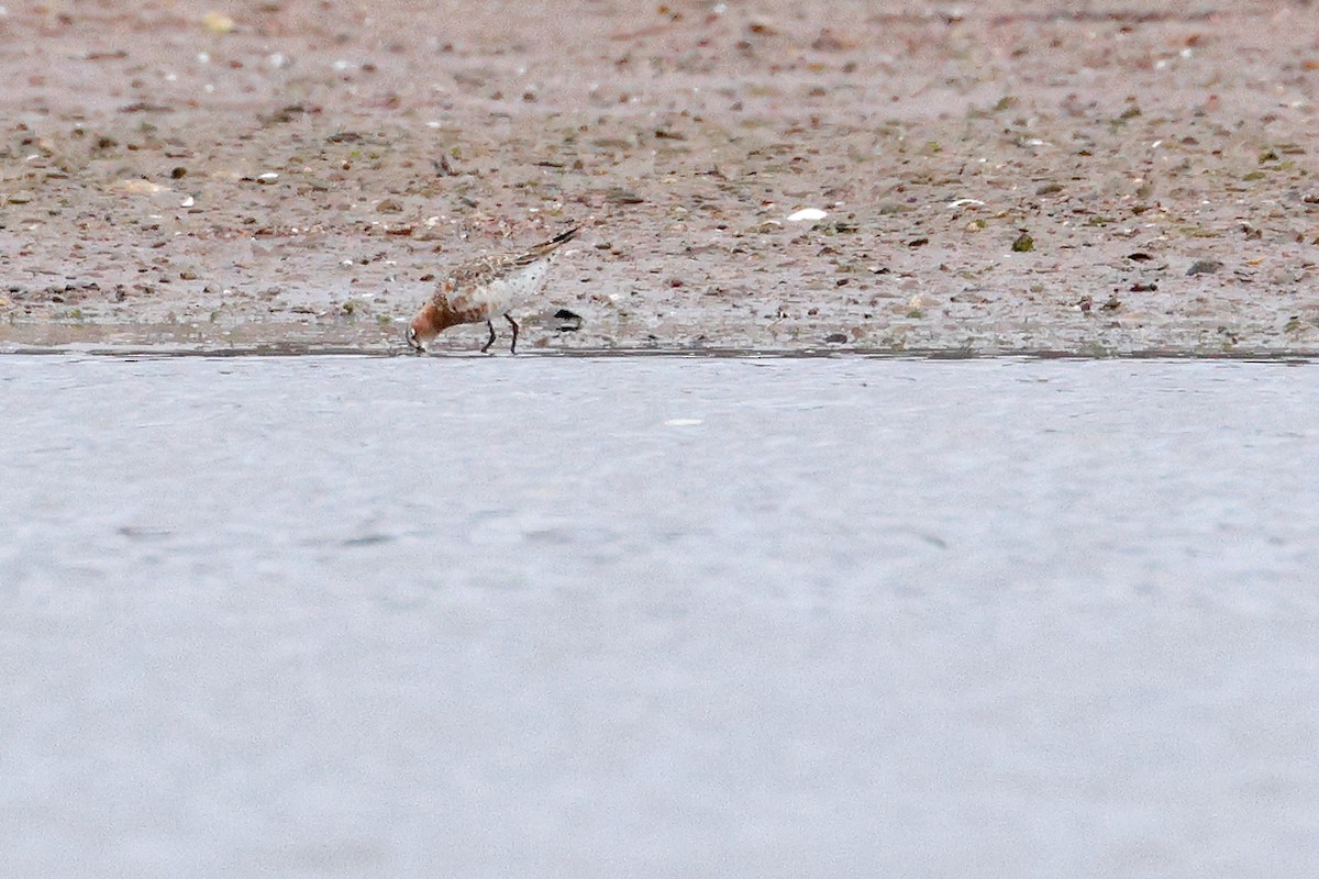 Curlew Sandpiper - ML618681535