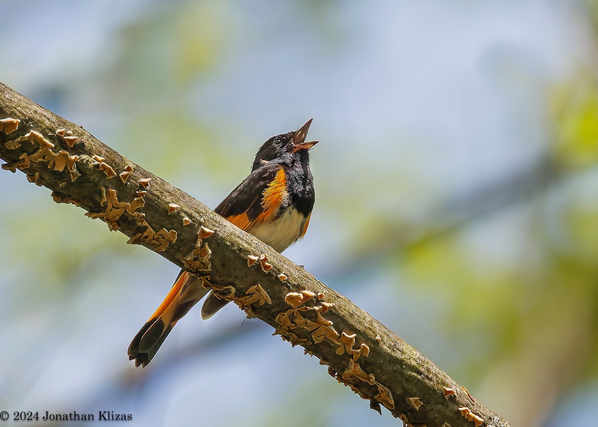 American Redstart - Jonathan Klizas