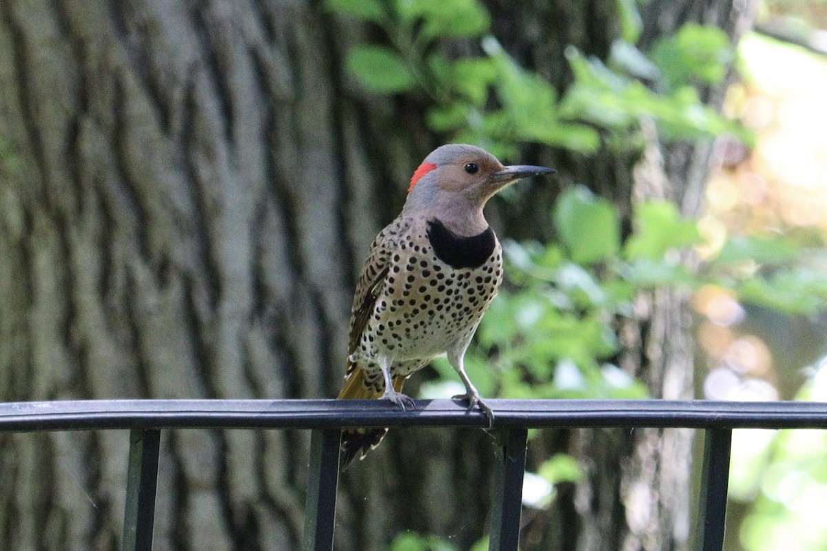 Northern Flicker - Molly Herrmann