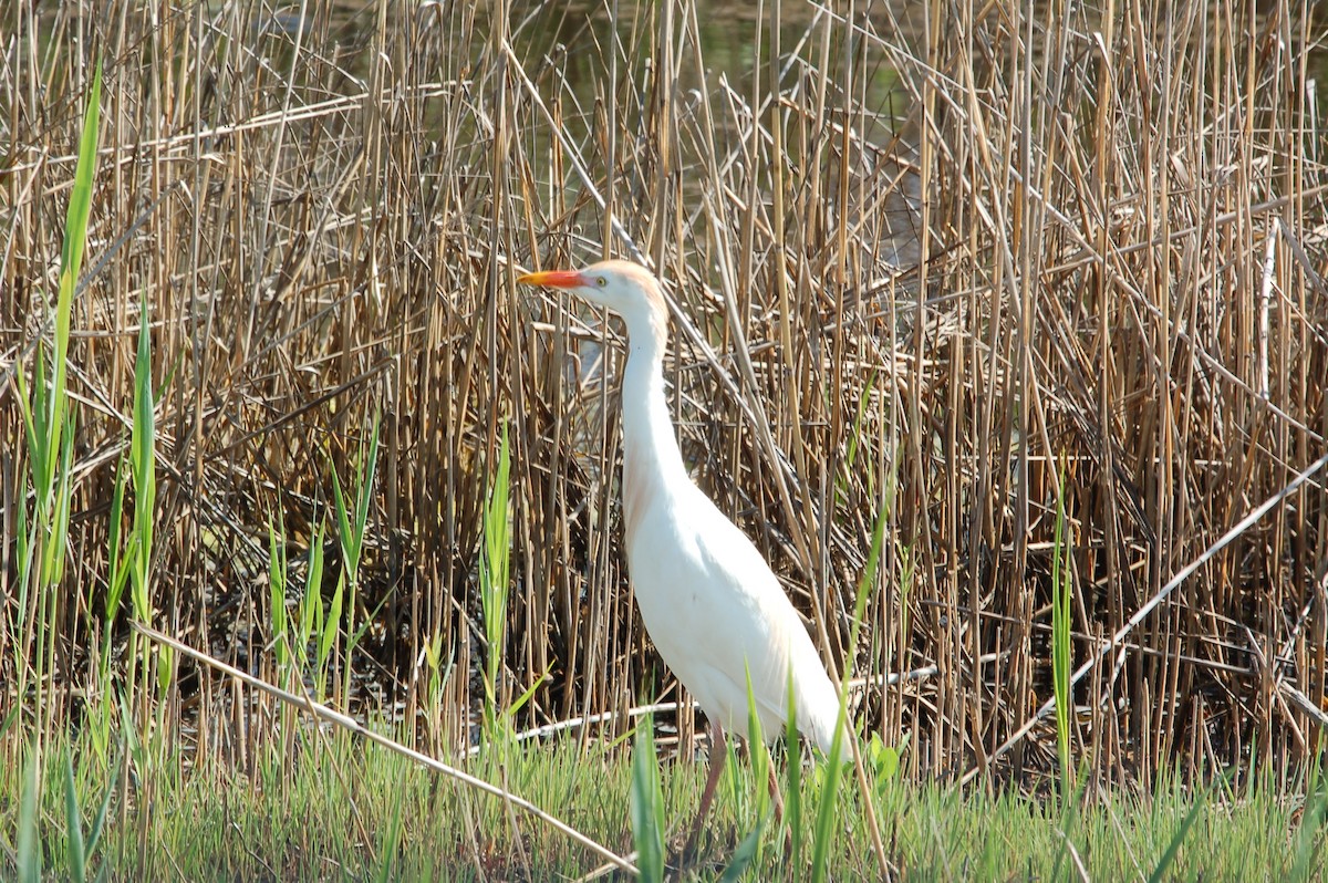 Western Cattle Egret - ML618681606