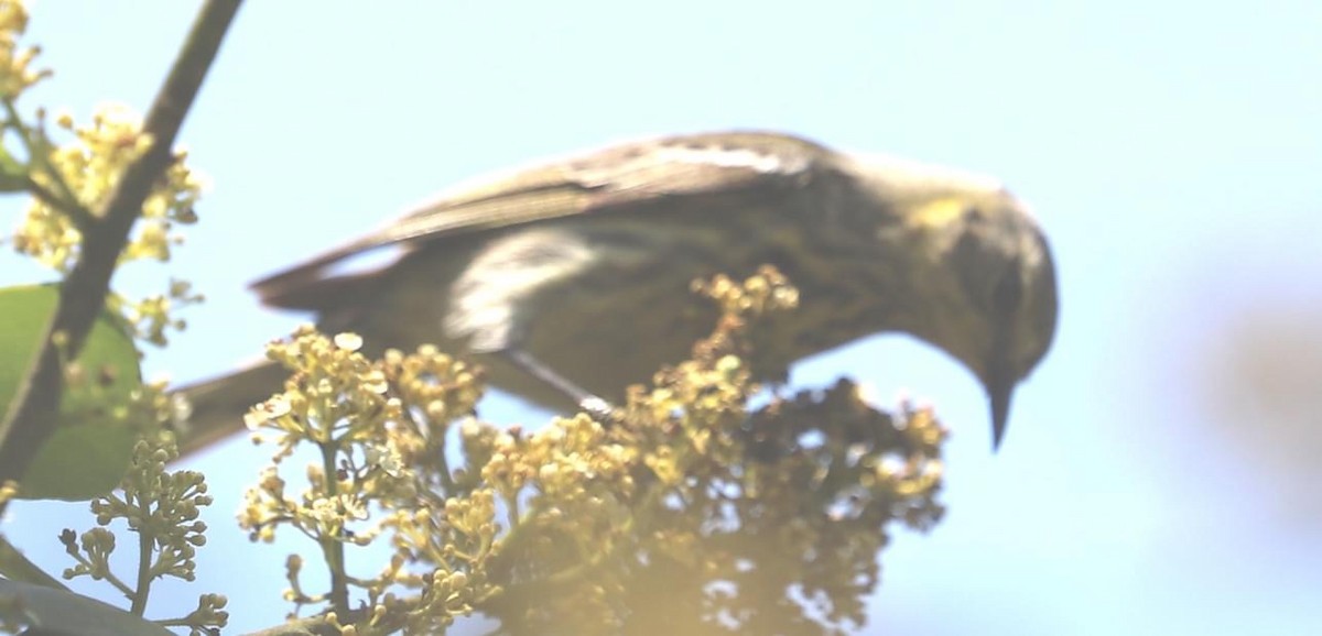 Cape May Warbler - Lisa Rose