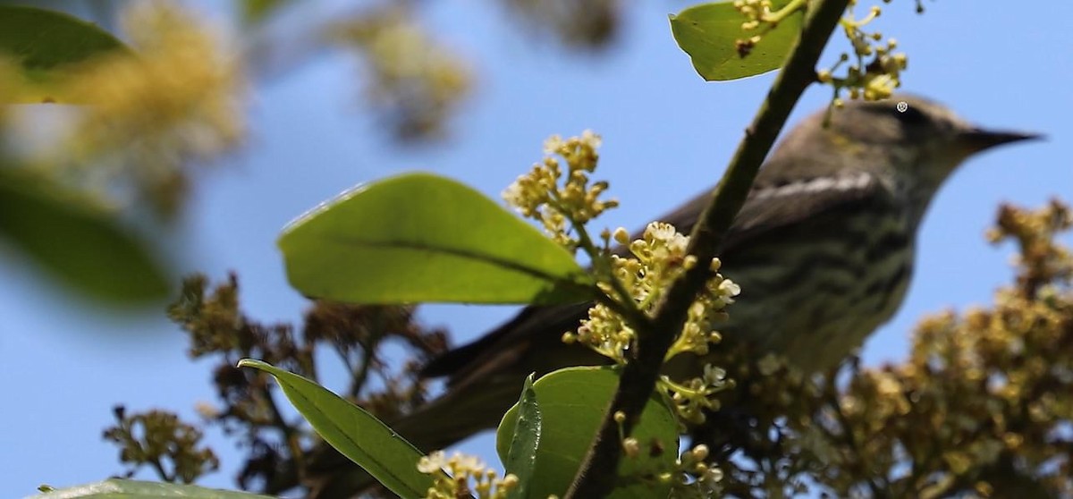 Cape May Warbler - ML618681615