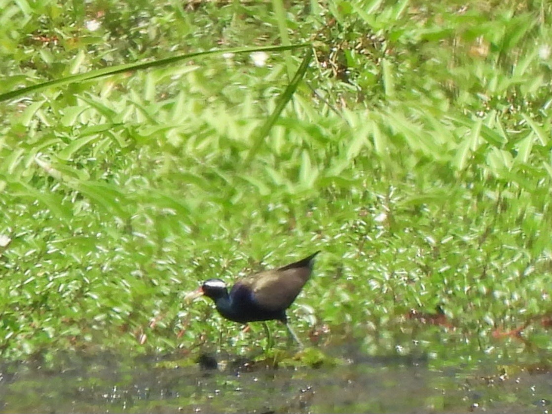 Bronze-winged Jacana - ML618681629