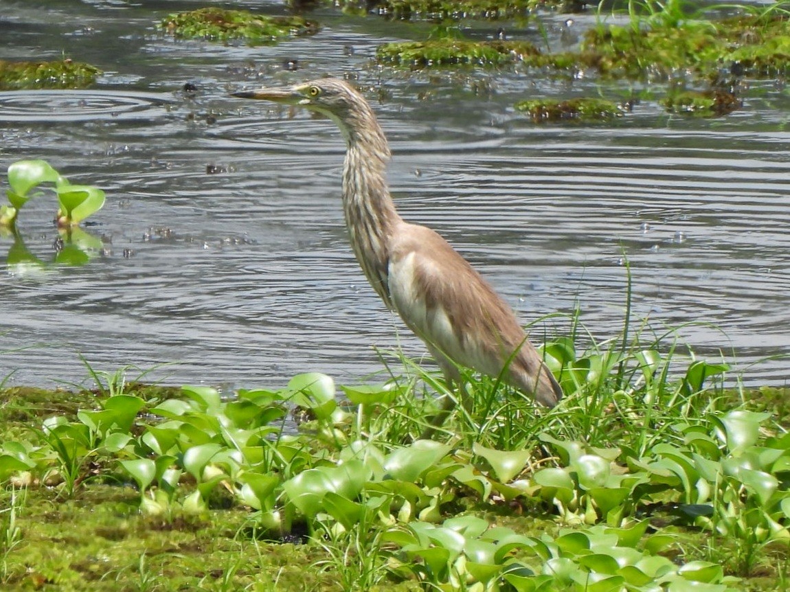 Chinese Pond-Heron - ML618681655