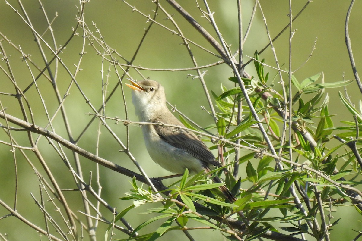 Eastern Olivaceous Warbler - Peter Hines