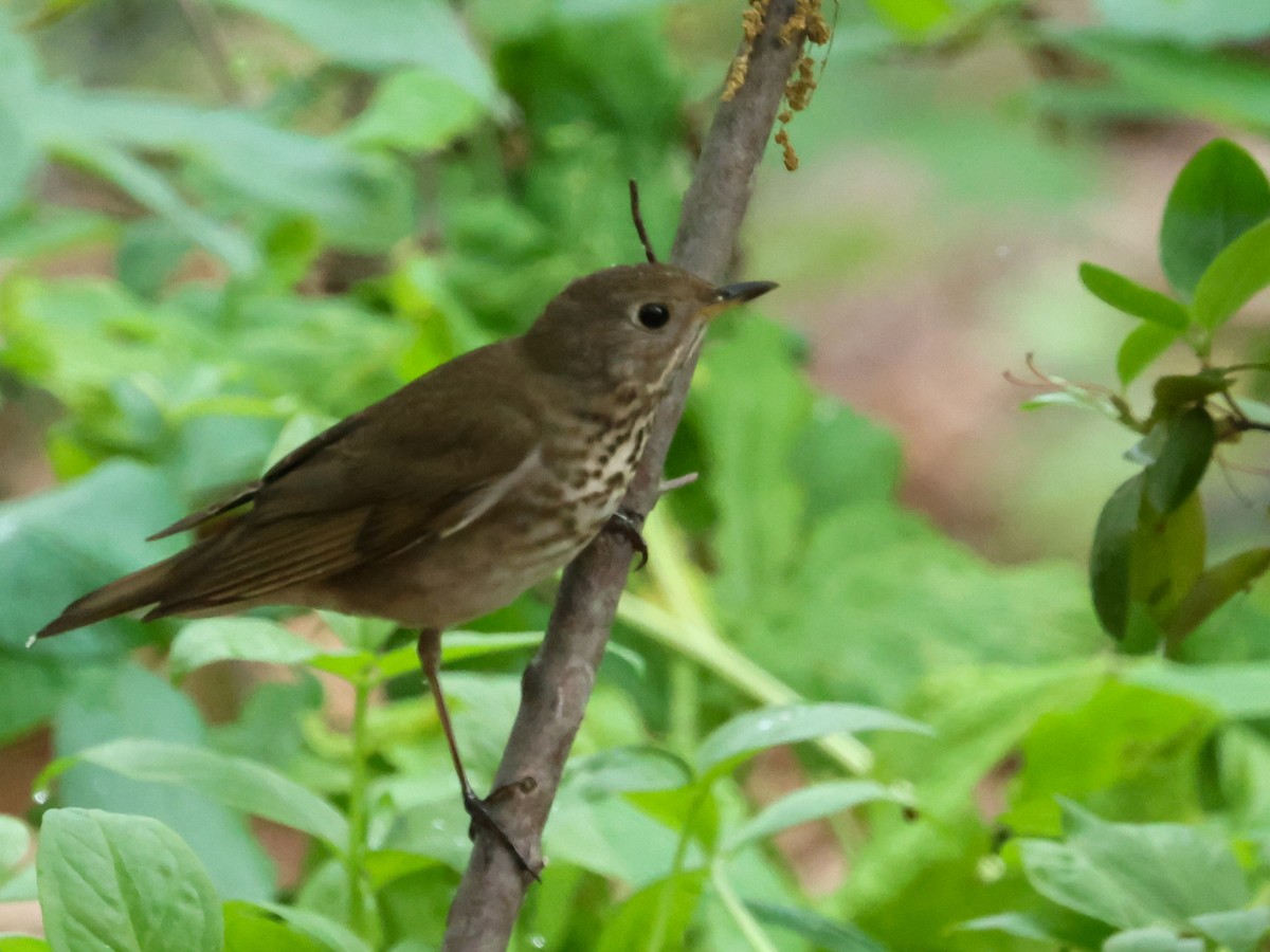 Gray-cheeked Thrush - ML618681708