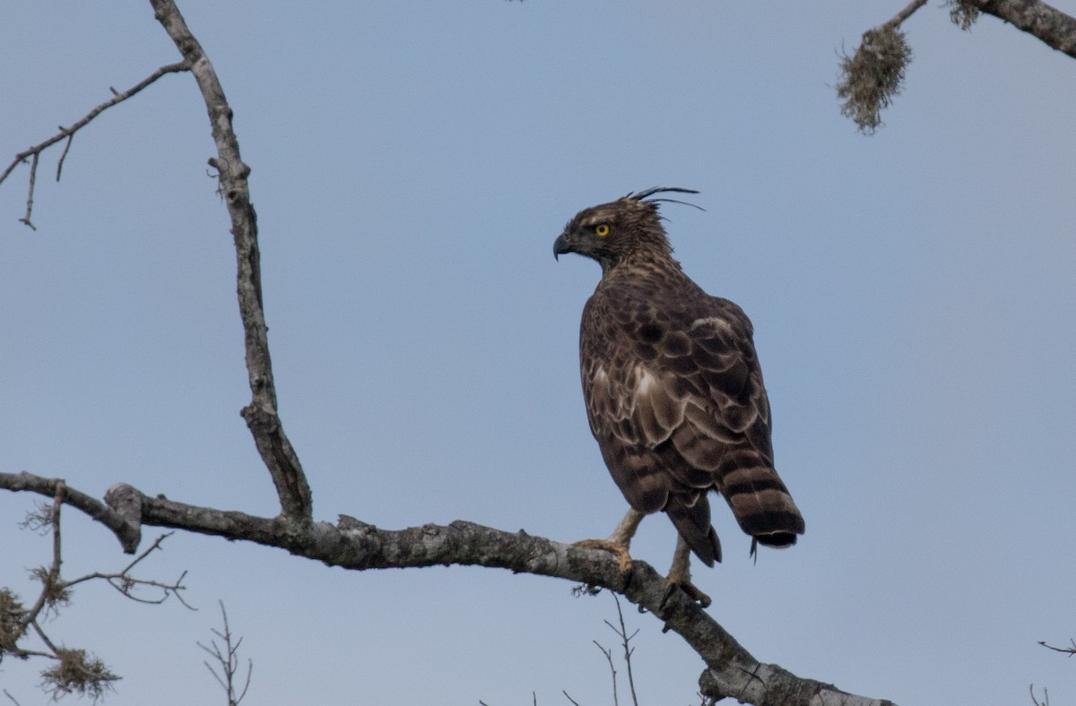 Aigle huppé (cirrhatus/ceylanensis) - ML61868171