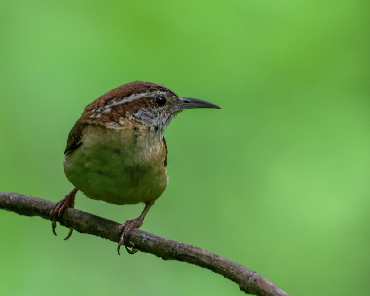 Carolina Wren - ML618681721