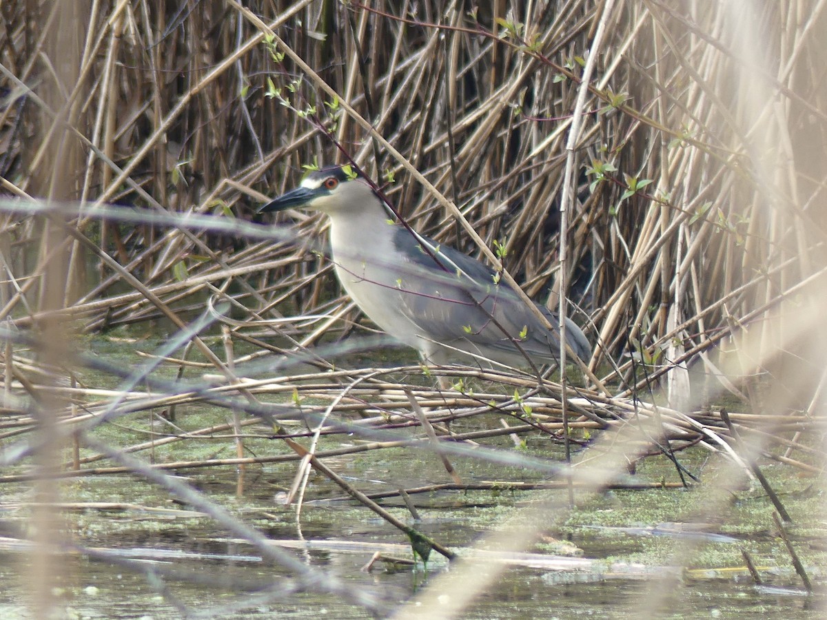 Black-crowned Night Heron - André Labelle