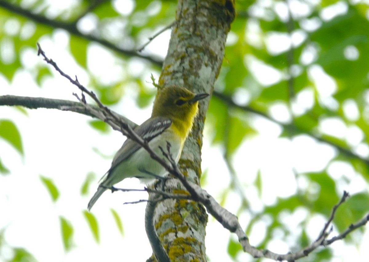 Yellow-throated Vireo - Doug Willick