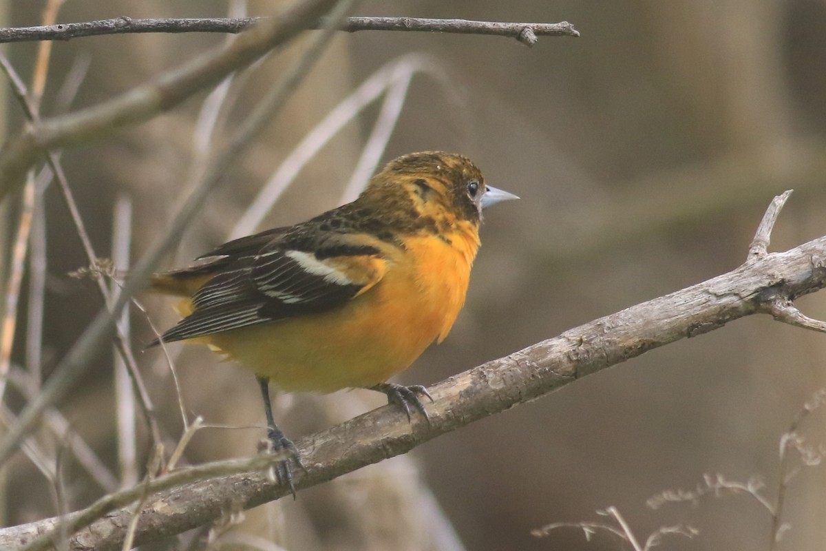 Baltimore Oriole - Jennifer Allison