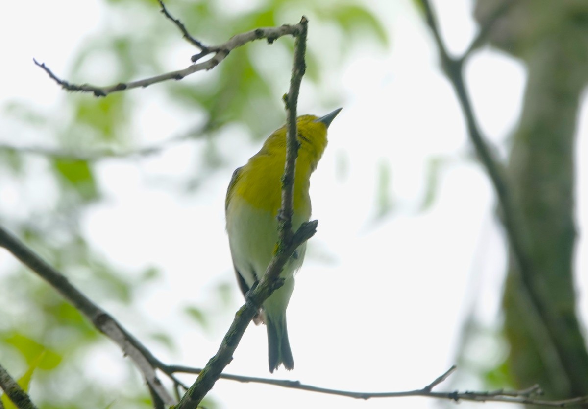 Yellow-throated Vireo - Doug Willick