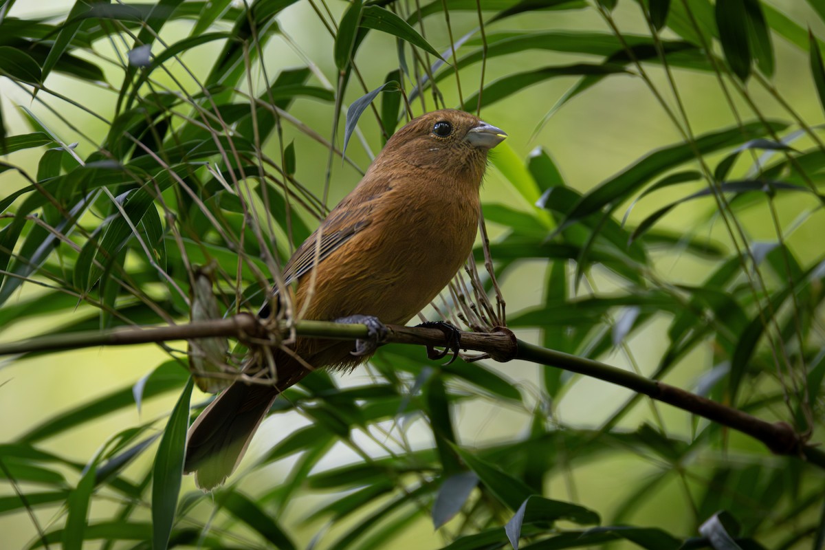 Blackish-blue Seedeater - Ligia De Lima Carvalho