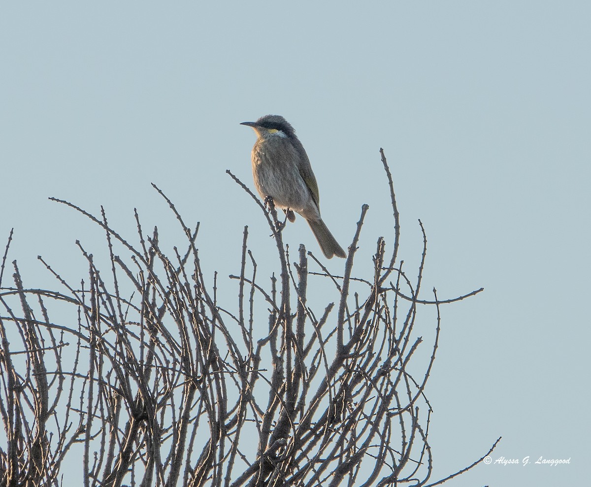 Singing Honeyeater - Anonymous