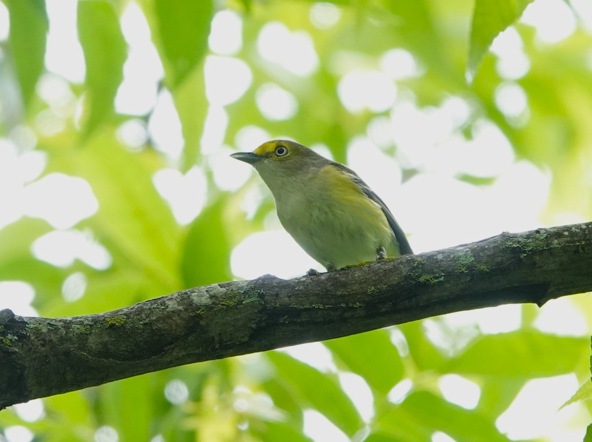 White-eyed Vireo - Doug Willick