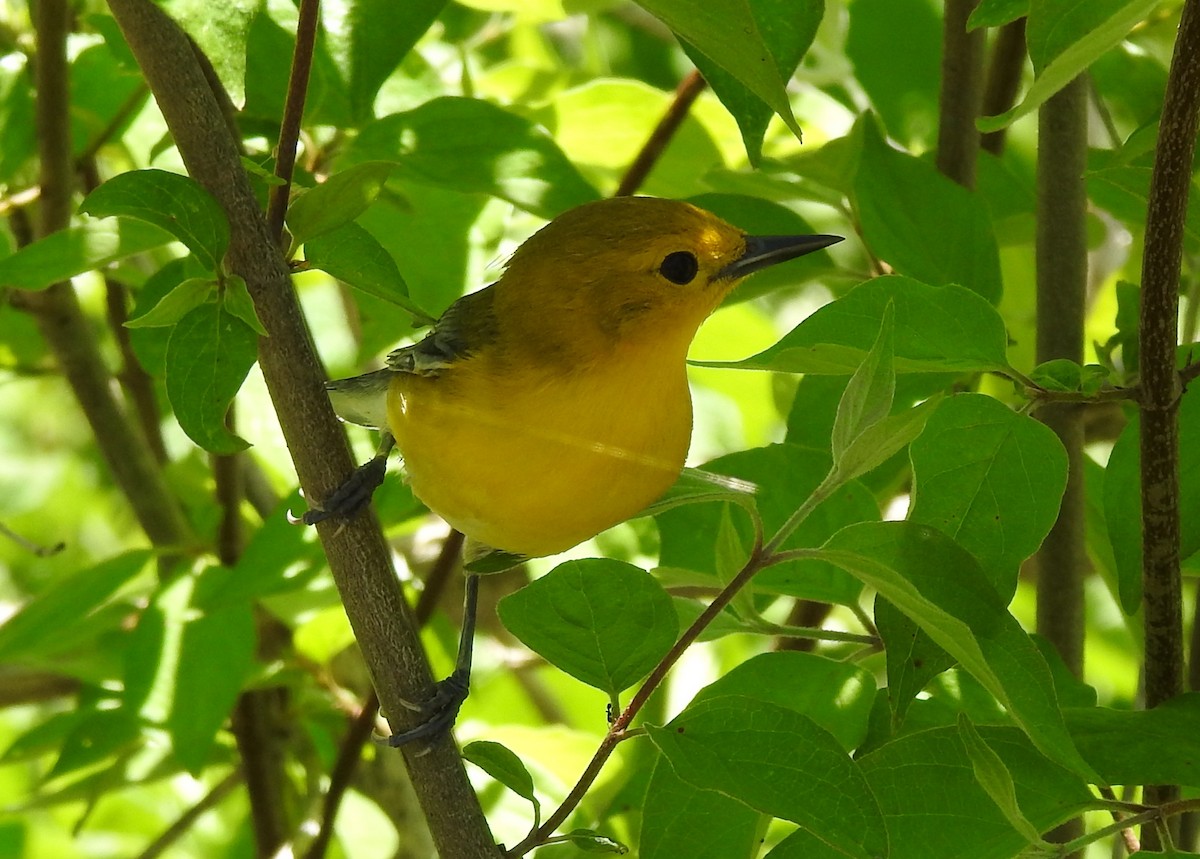 Prothonotary Warbler - Lois Brunet