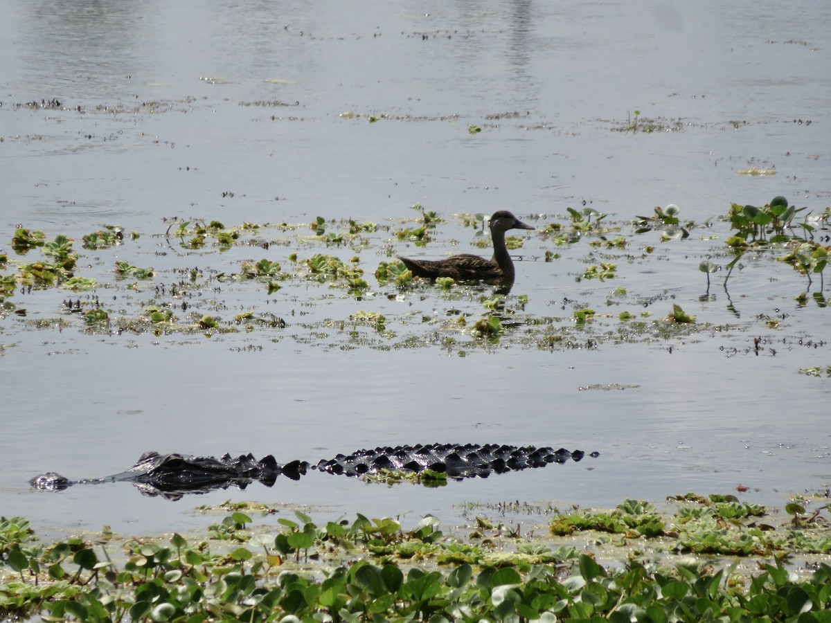 Mottled Duck - ML618681831